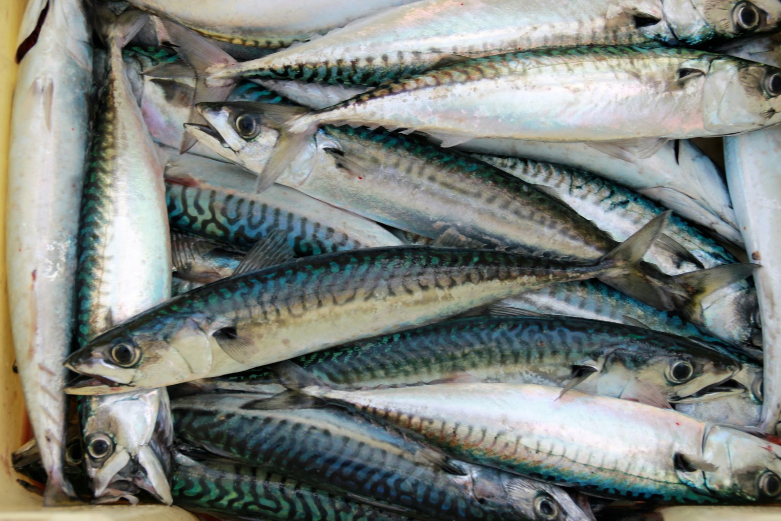 Indian Mackerel